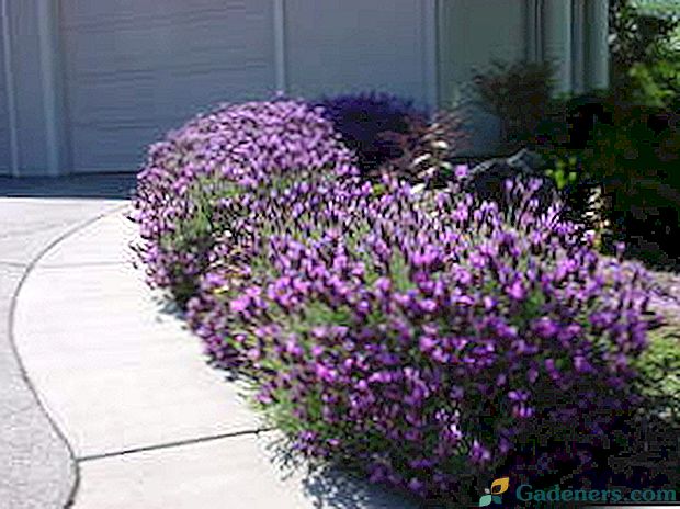 Lavender - rastúce kvety v záhrade