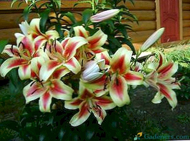 Lilies OT - odrody hybridov a vlastnosti starostlivosti