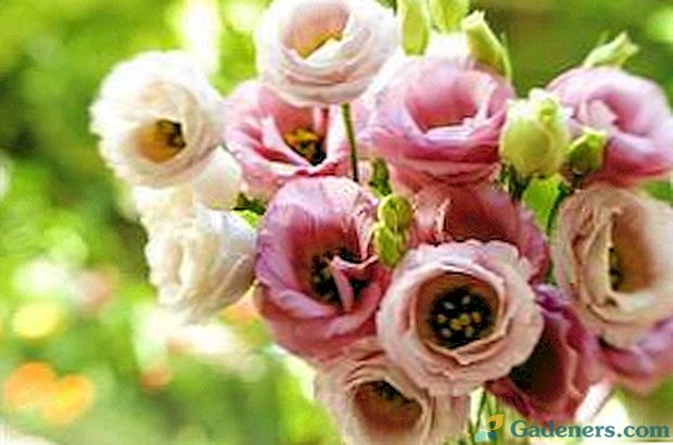 Geriausios gėlės puokštėms kurti, jų pavadinimas ir aprašymas