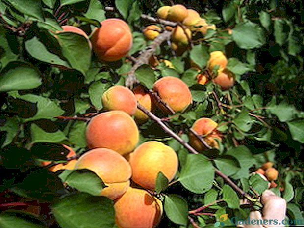 Geriausios abrikosų veislės Maskvos regione: pavadinimas, aprašymas, apžvalgos
