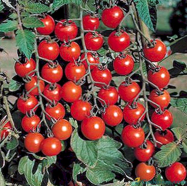 Najlepšie odrody cherry paradajok na otvorenom teréne