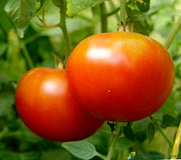 Geriausios Leningrado srities pomidorų veislės