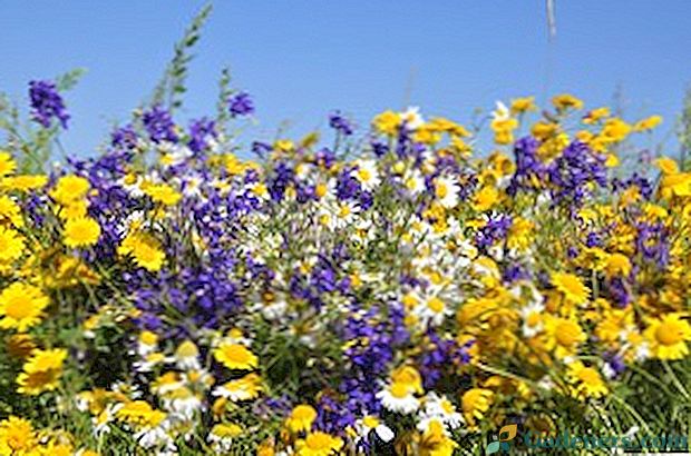 Pļavu ziedi: lauku augu nosaukumi un fotogrāfijas