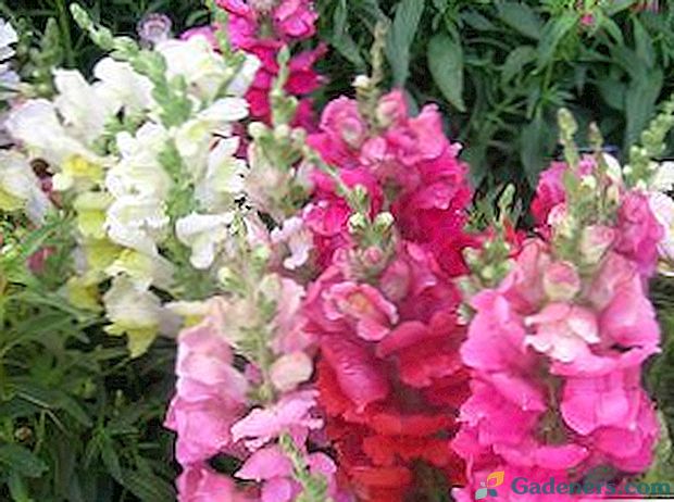 Снапдрагон: растуће цвијеће и фотографије
