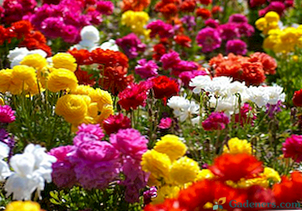 Jaskier: popularne odmiany, zdjęcie kwiatowe