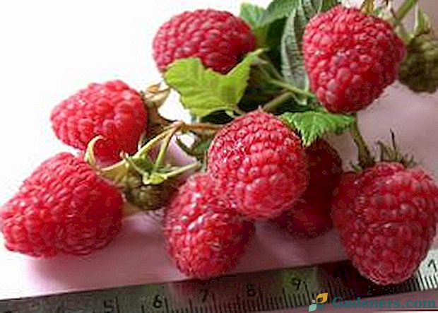 Raspberry Tarusa: kľúčové vlastnosti a opis odrody