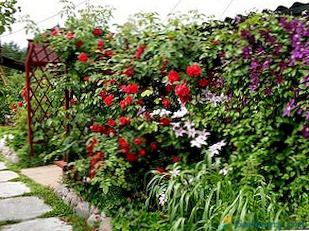 Trvalky záhradné záhradky: mená a fotografie