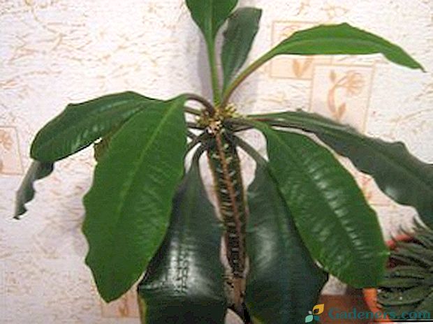 Euphorbia white-coated at home: грижа и снимка