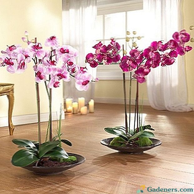 Může být orchidej zasazen během kvetení?
