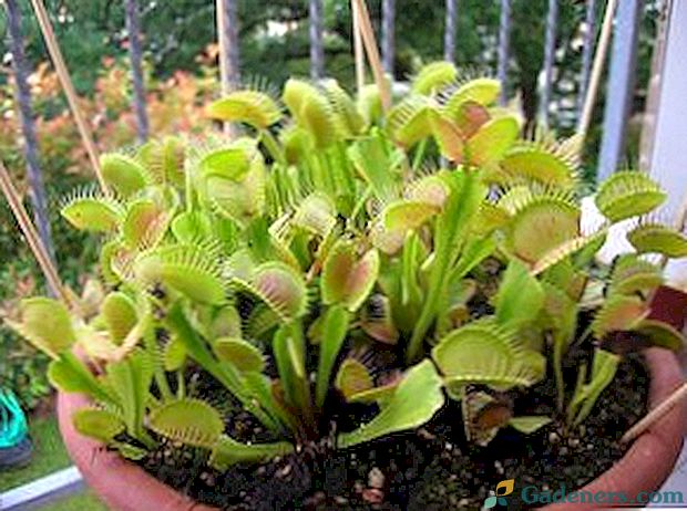 Venus flytrap: péče o rostlinu predátora