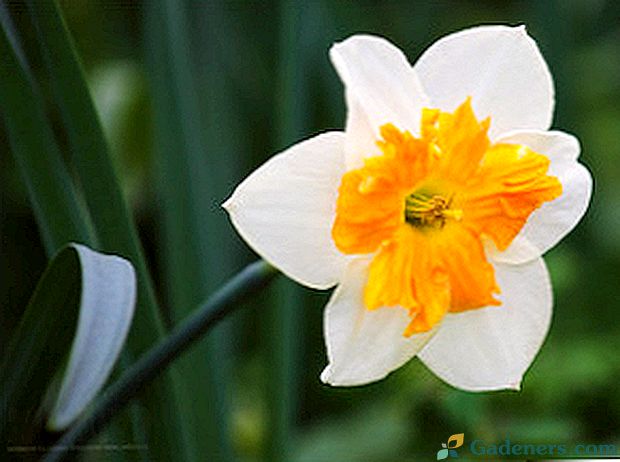 Narcissus in njeno gojenje: značilnosti sajenja in nege
