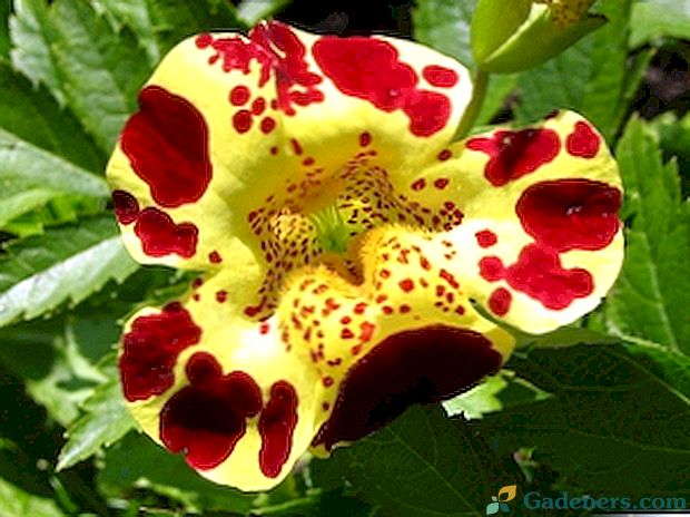 Neįprastas gėlių mimulius: tipai, nuotraukos, auginamos iš sėklų