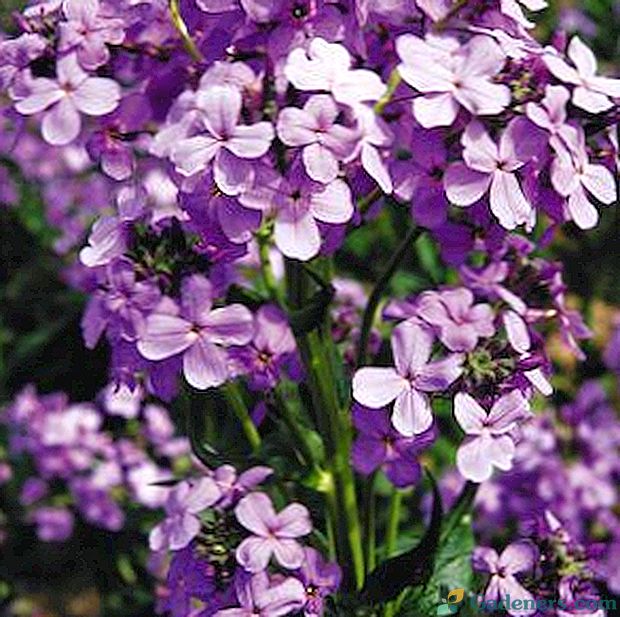 Nakts skaistums Violets: zieda un tās sēklu fotogrāfijas