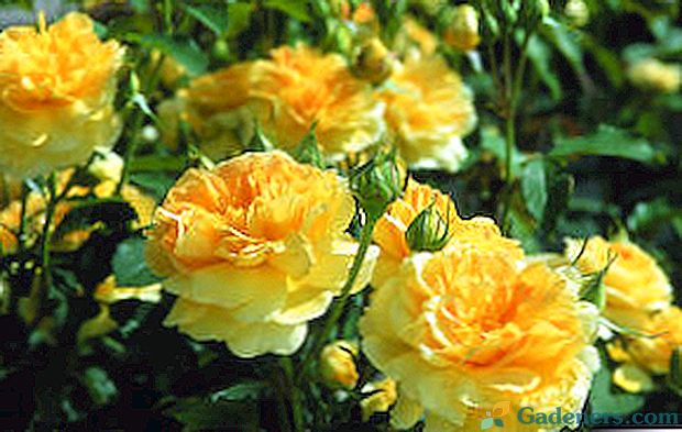 Про старовинних і сучасних сортах троянд, їх опис та назви