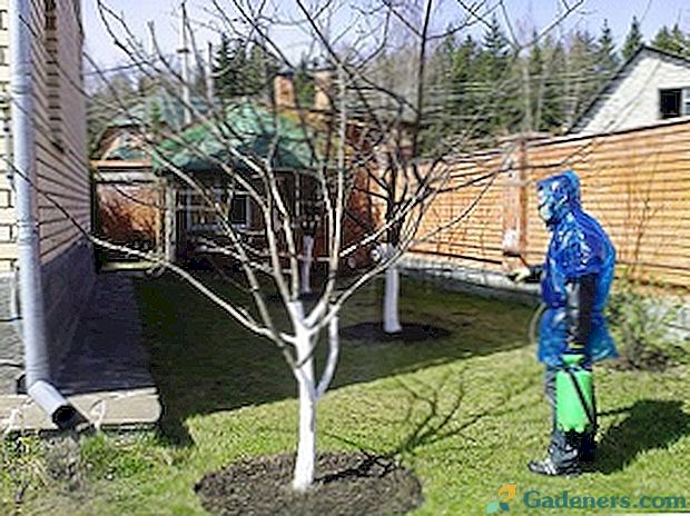 Обработка на ябълкови дървета: как да ги предпазваме през пролетта от болести и вредители