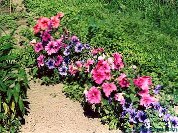 Създаване на цветни лехи от петунии в градината: снимки и примери