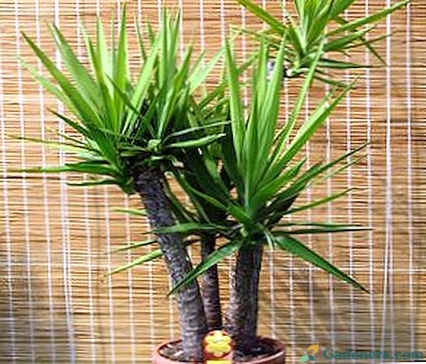 Značilnosti yucca aloelistae, slonovine in drugih vrst rastlin