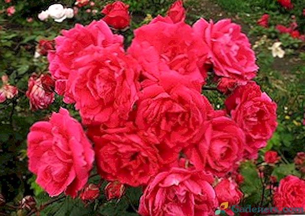 Park růže - jaké druhy jsou?