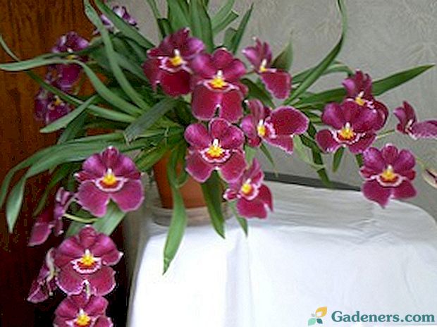 Orhideju pārstādīšana mājās: instrukcijas, video, aprūpe