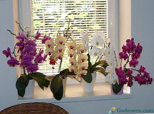 Пересадки орхідеї фаленопсис в домашніх умовах: поради, відео