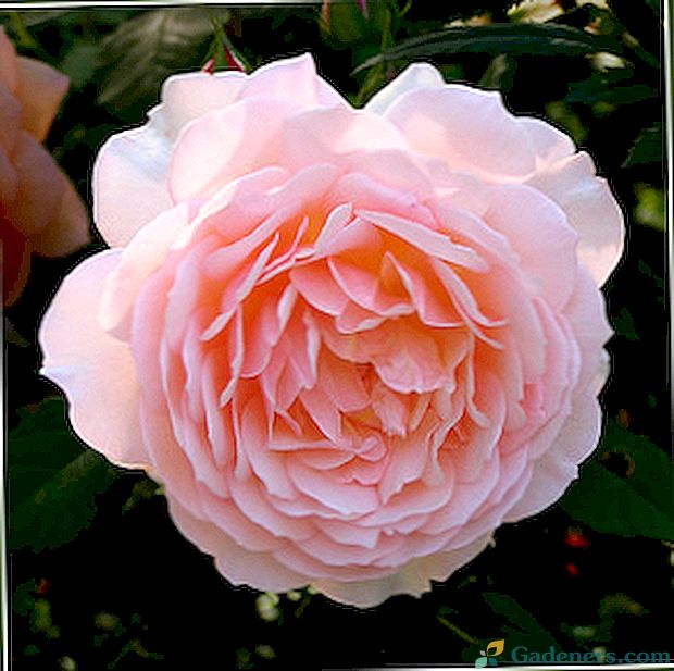 Пайон Роуз - цвете, подобно на божур