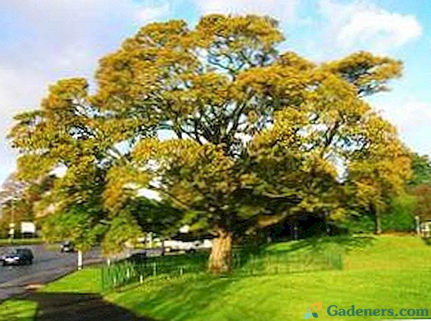 Източно равнинно дърво: описание на едно дърво и неговата снимка