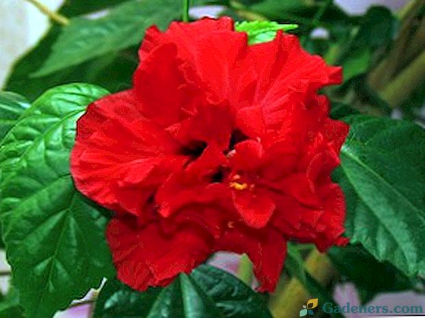 Защо хибискусът се нарича цвете на смъртта, грижи се за китайската роза