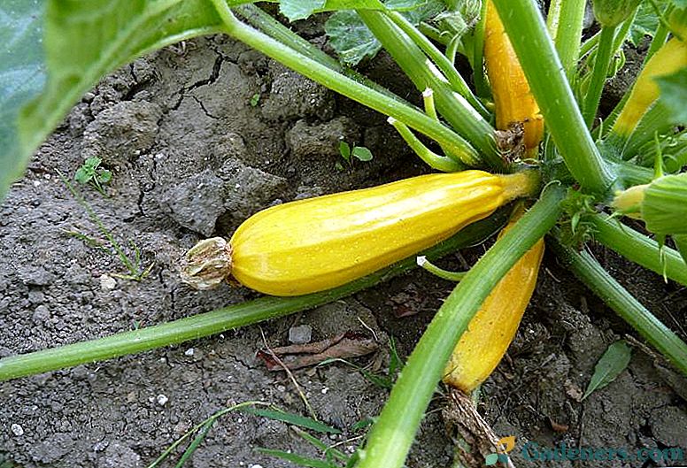 Зашто мале тиквице претварају жуту и ​​труне у башти: проблеми и решења