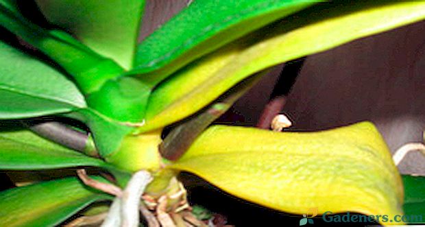 Kodėl orchidėjos turi geltoną lapelį ir ką šiuo atveju reikia daryti?