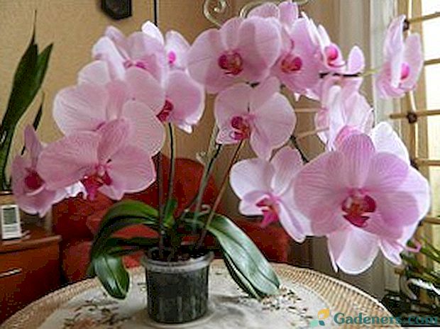 Prečo orchidey majú pomalé lístie a čo s tým robiť