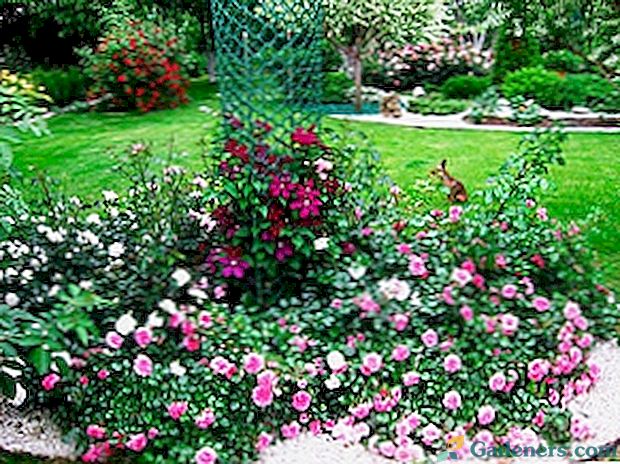 Groundcover růží - zimní-vytrvalé odrůdy, které kvete celé léto