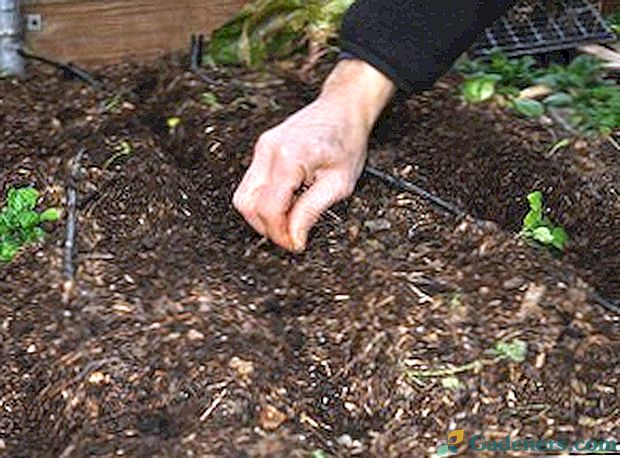 Priprema i sjetvu sjemena krastavaca za uzgoj sadnica
