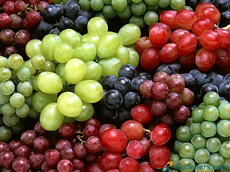 Viršutinis vynuogių derinimas rudenį: pasirengimas vaisingai vasarai