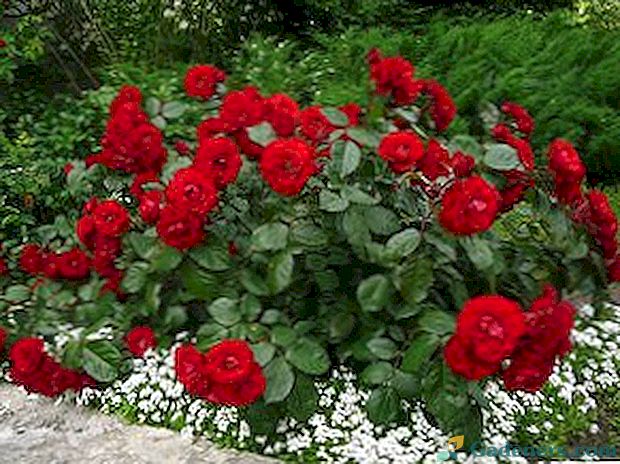 Поліантових троянда - особливості сорту і догляду за ним?
