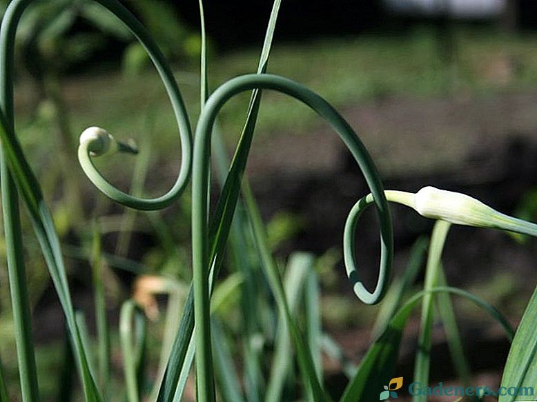 Садња бели лук у пролеће: о нијансама почетника