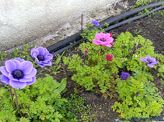Sadnja i briga za anemona na otvorenom polju: pravila, fotografije