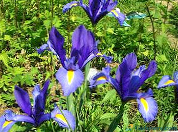Sadnja i skrb za nizozemske bulbous irises