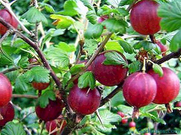 Засаждане на цариградско грозде в открито поле и характеристики на грижите