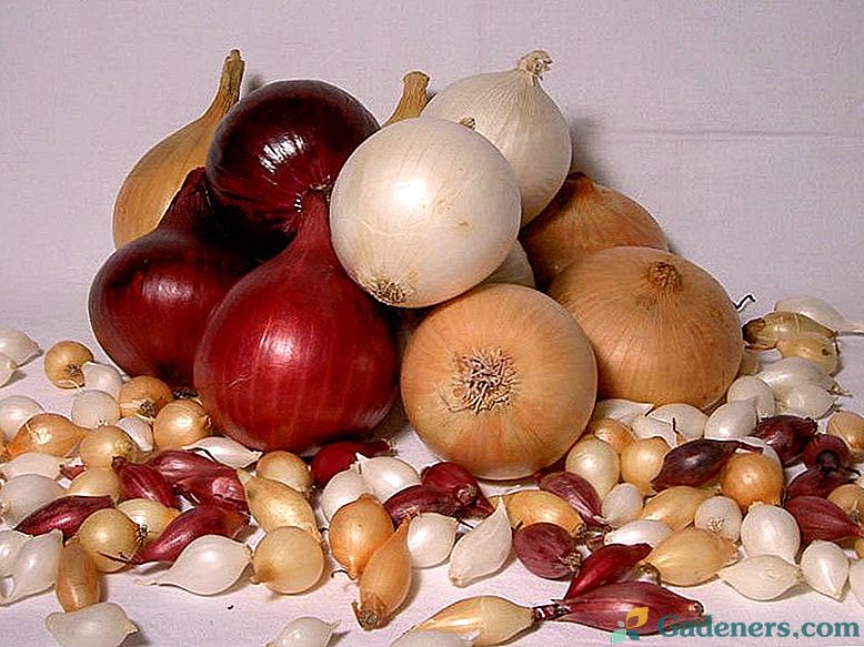Sadzenie cebuli na zimę: wszystkie opcje i ich skuteczność