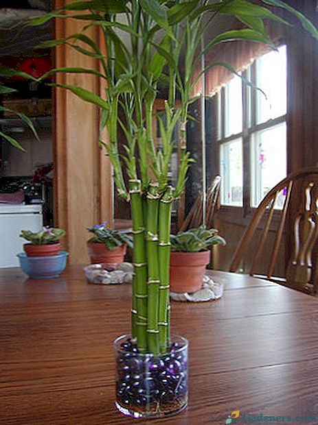 Bambuko sodinimas, reprodukcija ir priežiūra namuose, nuotrauka