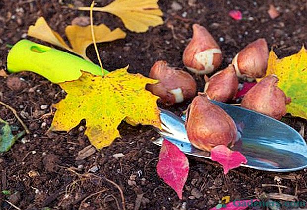 Садња тулипани јесени - методе и упутства