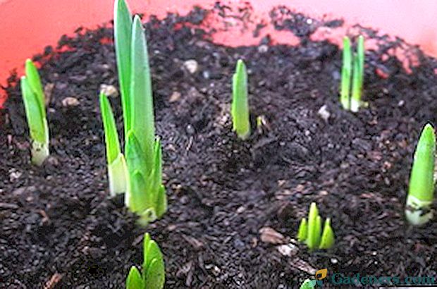 Pasodinti tulpes pavasarį žemėje: auginimas ir priežiūra