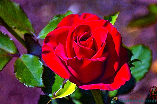 Правилата за хранене на рози през есента: да помогнем и да не навредим