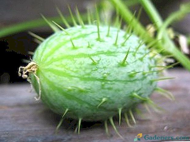 Roślina - wściekły ogórek i jego zdjęcie