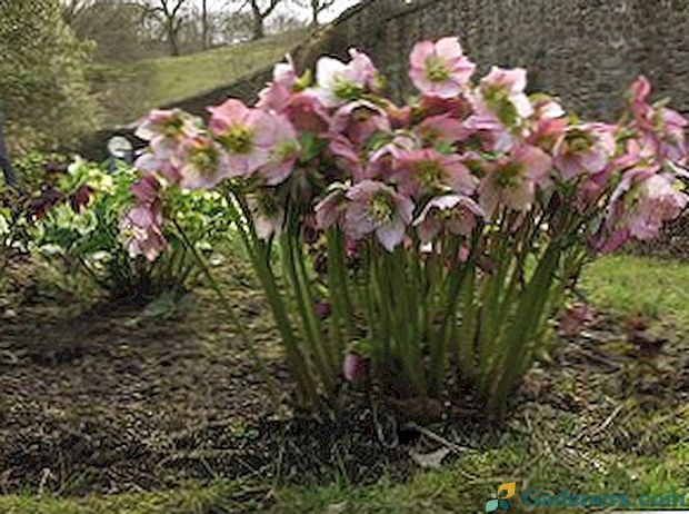 Rostlinná hellebore: popis, kultivace a fotografie květin