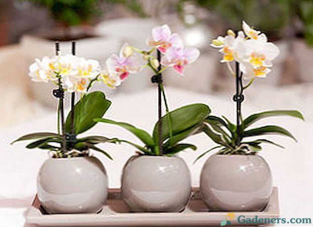 Orchidų falaenopsio reprodukcija namuose