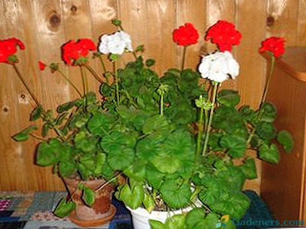 Reprodukcia pomocou odrezkov kvetu Pelargonium (pelargonium)