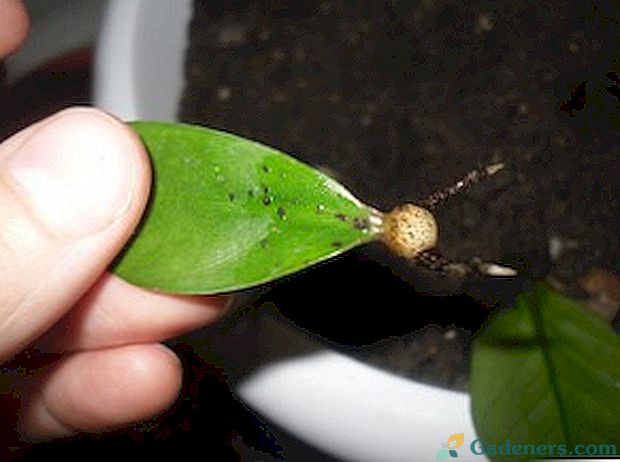 Razmnoževanje zamiokulkas: list in na druge načine