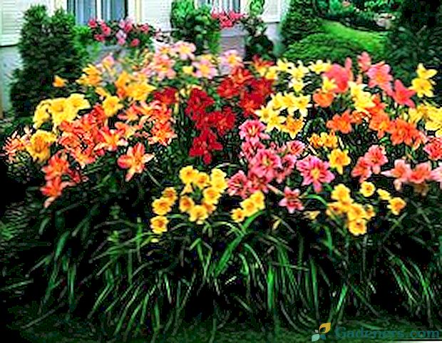 Jaké jsou barvy daylilies v designu zahrady, foto