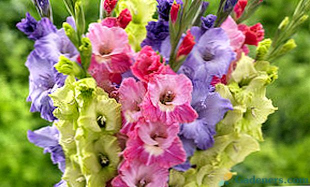 Garden gladiolus: sorte sort, fotografija z imeni
